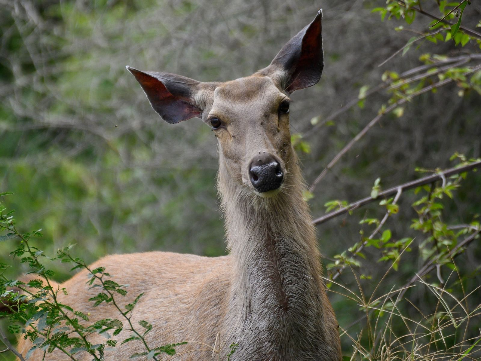 A deer wandering in the middle of the forest | Utsav camp